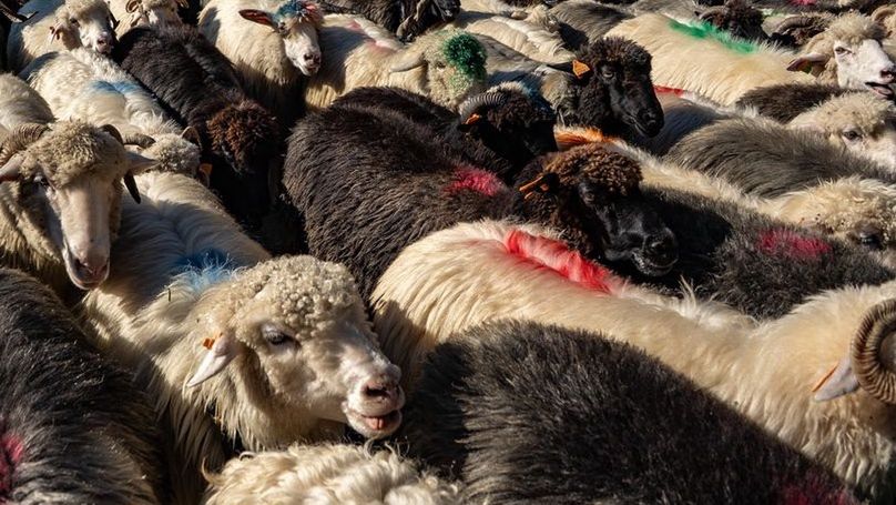 Redyki robią wrażenie na turystach