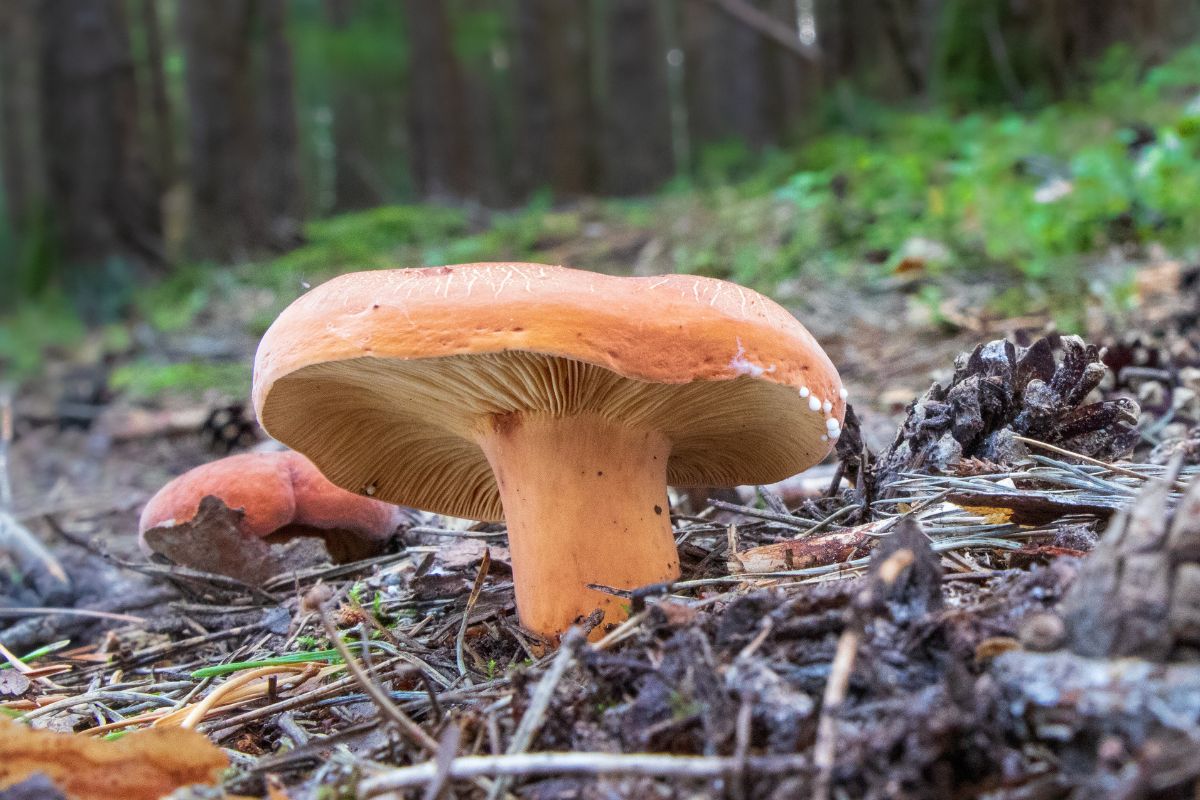 Grzyby krówki wydzielają mleczko, jeśli owocnik zostanie naruszony