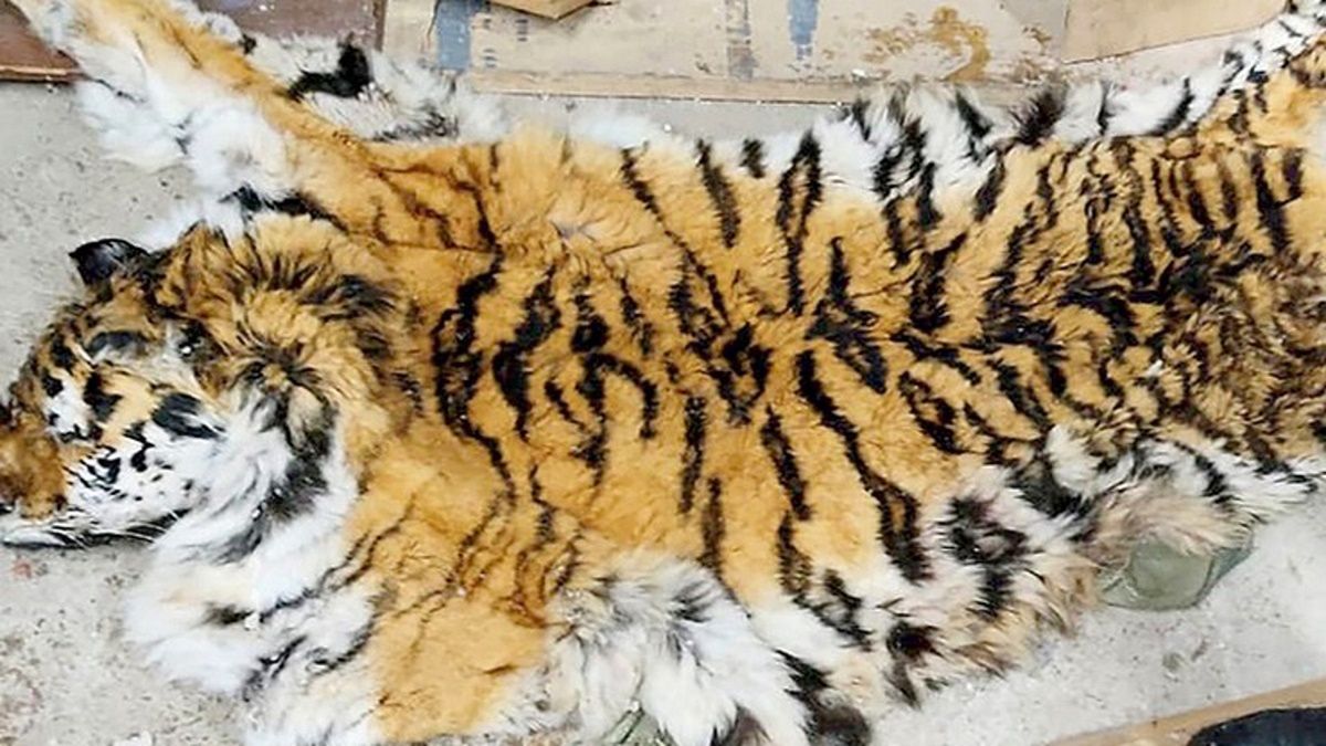 Zwłoki tygrysa syberyjskiego. Na świecie jest ich 600