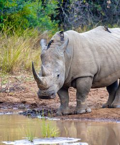 Przemycali rogi nosorożców. Były warte miliony