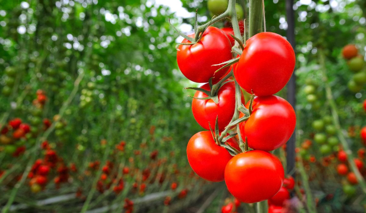 Na kiszenie najlepiej sprawdzą się świeże pomidory - Pyszności; Foto Canva.com