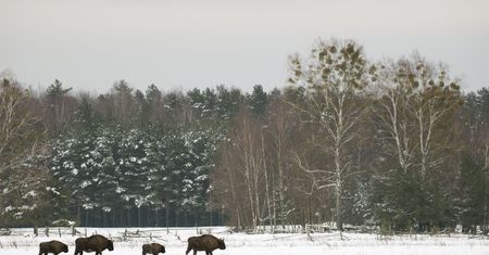 Resort środowiska: W Puszczy Białowieskiej będziemy usuwać drzewa z kornikami