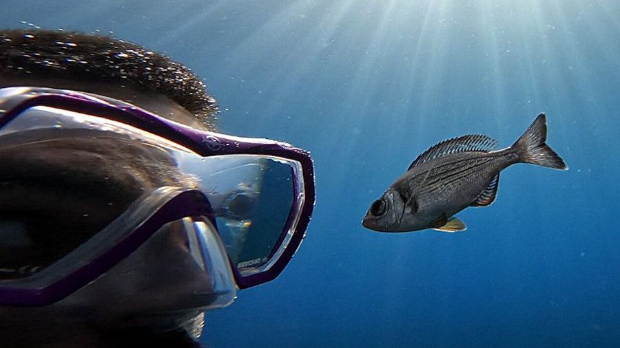 Czy ryby rozpoznają ludzi?