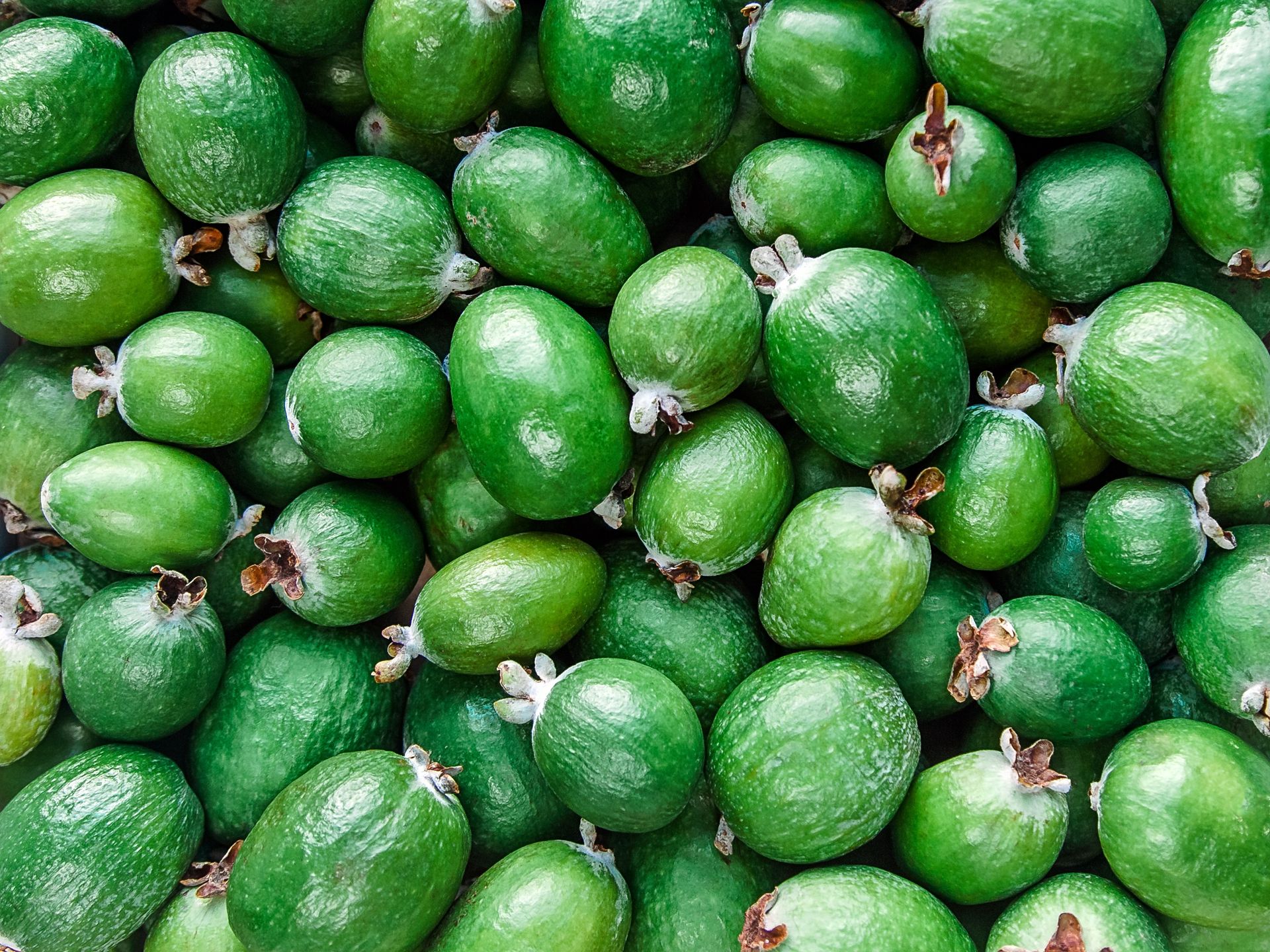 Feijoa