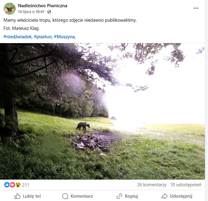 Leśnicy zrobili zdjęcie małego niedźwiadka.