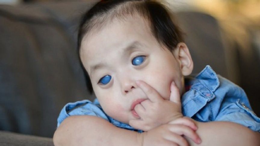 Primrose zostałą adoptowana