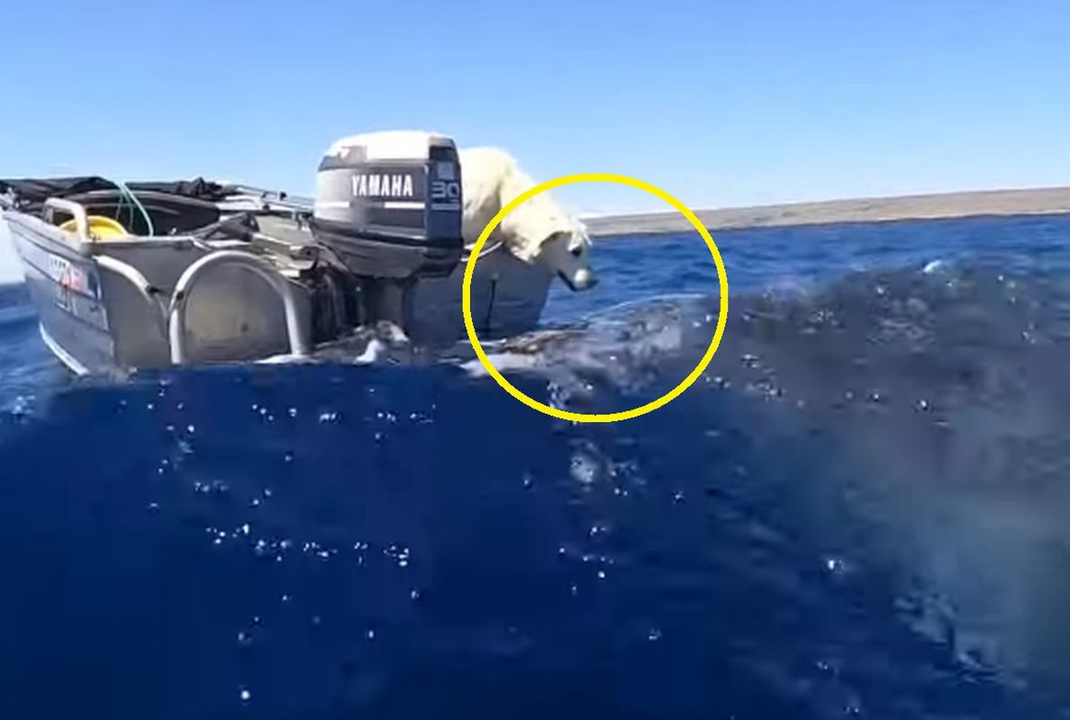 Niezwykłe spotkanie labradora z wielorybem