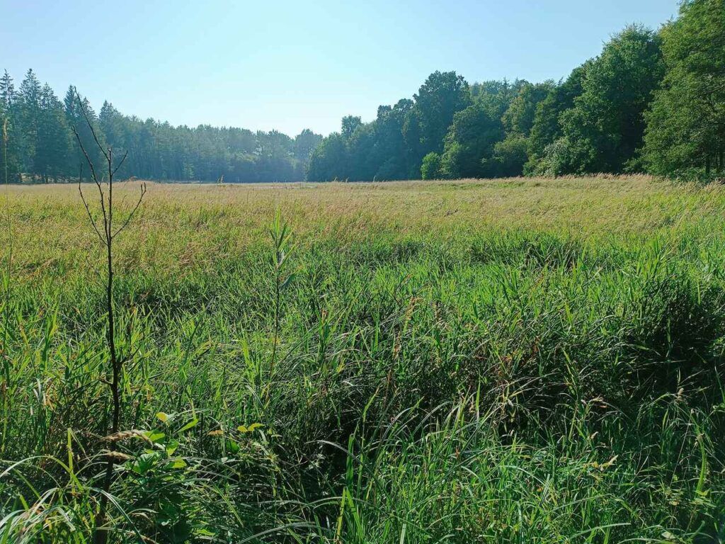  Park Jasmund - Rugia