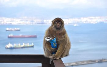 Małpy z Gibraltaru dziwnie się zachowują. Zaczęły zajadać się ziemią