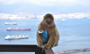 Małpy z Gibraltaru dziwnie się zachowują. Zaczęły zajadać się ziemią