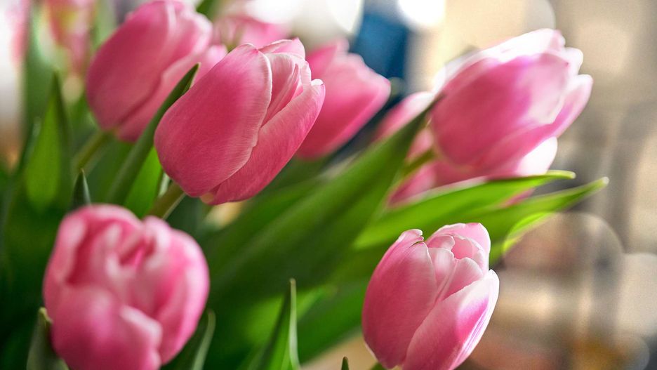 Płatki tulipanów mogą mieć smak ogórkowy, słodki lub lekko pikantny