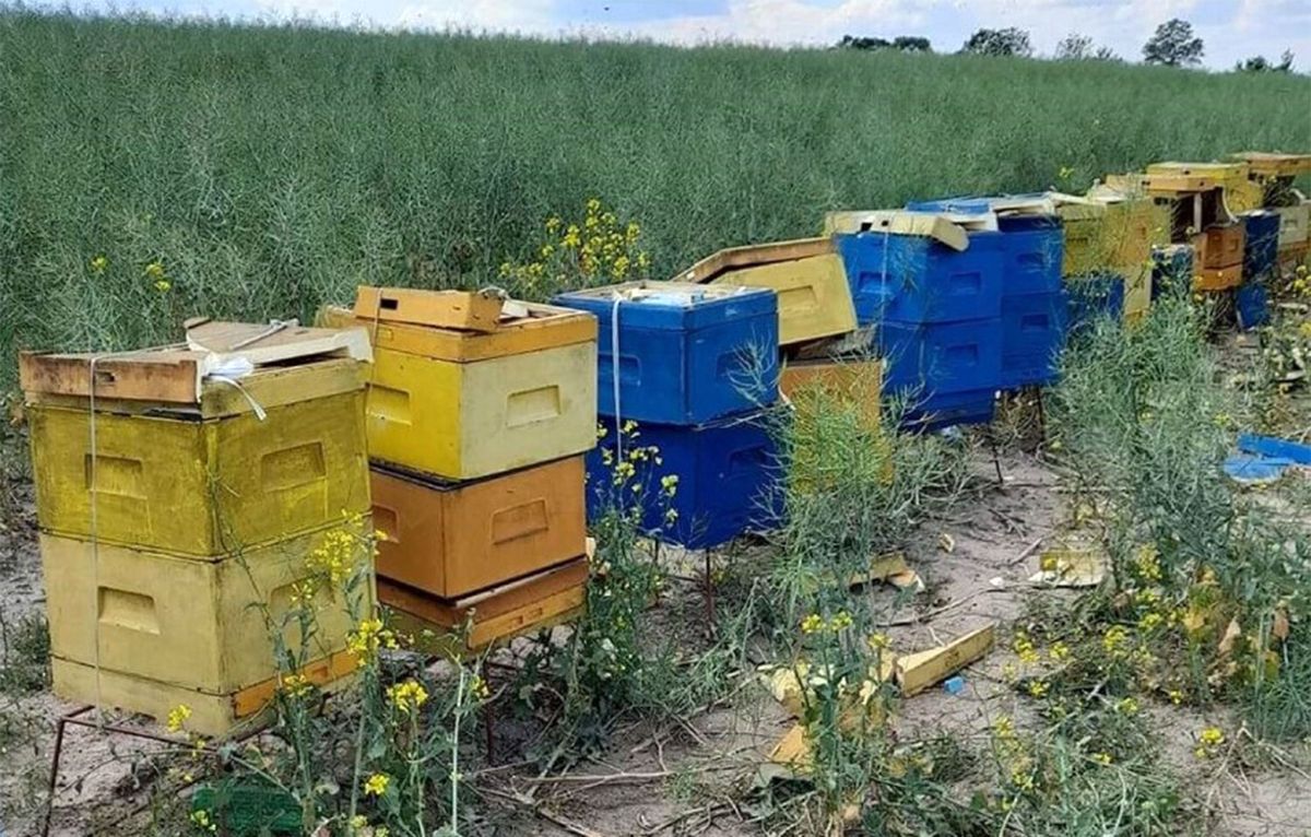 Doszczętnie zniszczono pasiekę pod Gorzowem