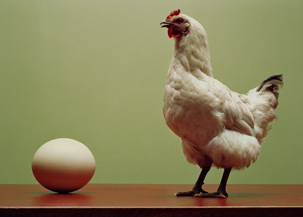 Single-celled organism may hold the answer to the classic chicken-egg riddle