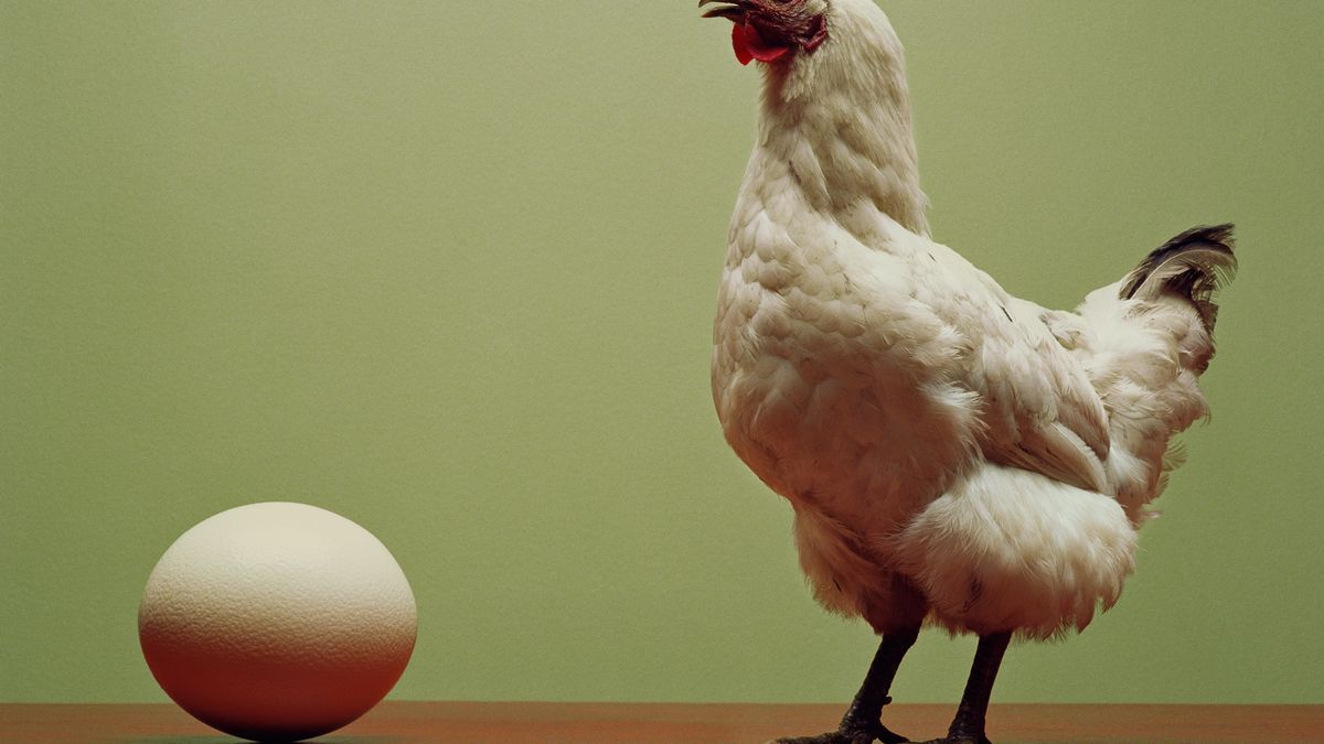 Co było pierwsze: jajko, czy kura? Wyniki badań zaskakują
