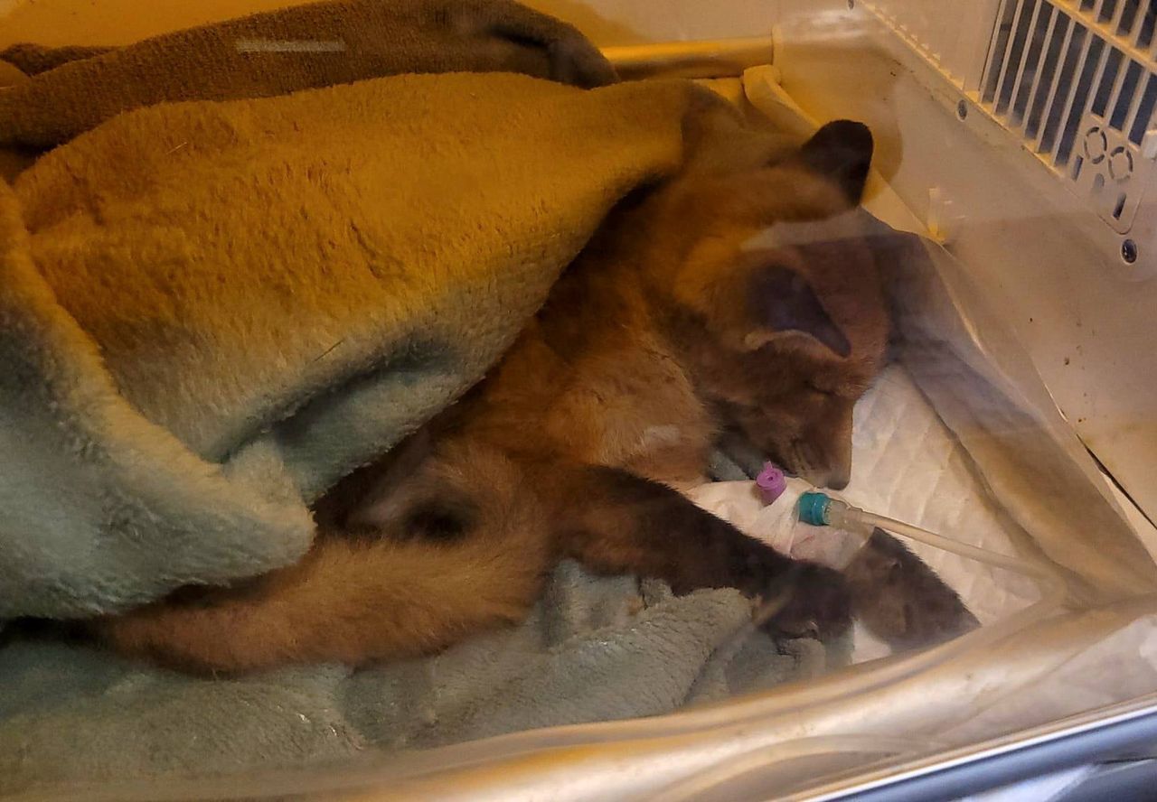 Pokazali jak wypuszczają lisy do lasu. No i się zaczęło