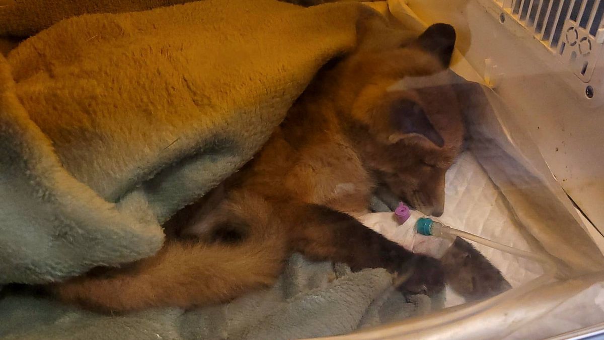 Ranne lisy. To efekt hejterskich komentarzy?