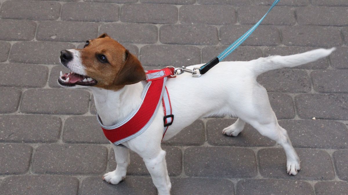 Pies pogryzł chłopca. Zdjęcie ilustracyjne. 