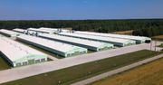 Zielone Fermy Wipasz S.A. odchowują kurczęta bez antybiotyków i GMO