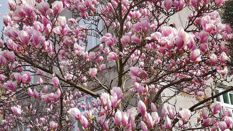 W Cieszynie rozkwitły magnolie