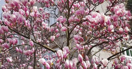 Cieszyn. Magnoliowym szlakiem…spieszcie się