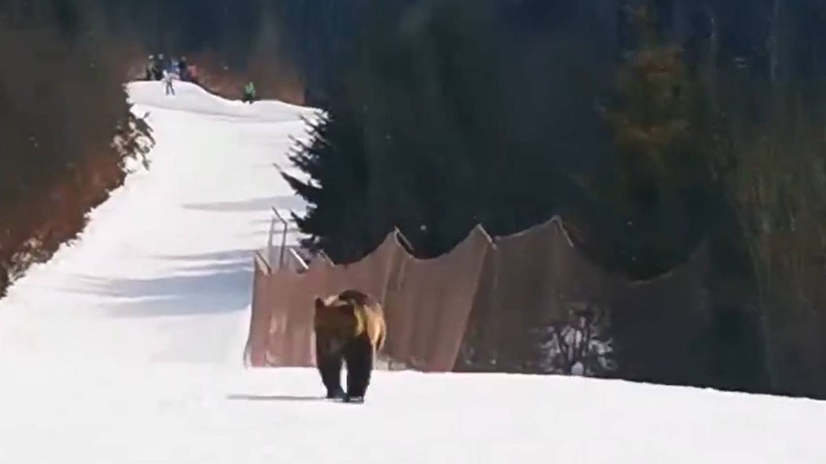 Atak niedźwiedzia w Rumunii. Tak narciarz zachował zimną krew. 