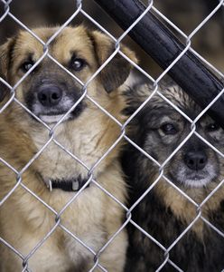 Awantura o psa. Nie na to się umawiali przy umowie adopcyjnej