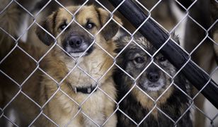 Awantura o psa. Nie na to się umawiali przy umowie adopcyjnej