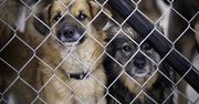 Awantura o psa. Nie na to się umawiali przy umowie adopcyjnej