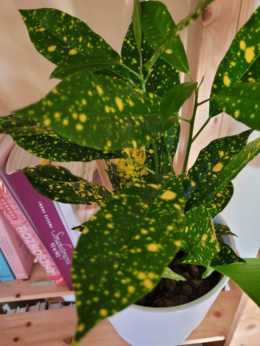 Kroton jest bardzo dekoracyjny, ale zawiera też silnie trujące substancje