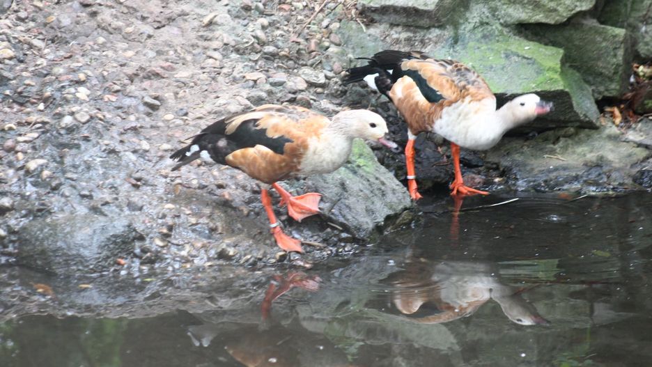 Warszawskie zoo ma nowych mieszkańców. To para grzywoszyjek amazońskich. Przybyły właśnie z ogrodu zoologicznego w Ostrawie (Miejski Ogród Zoologiczny Warszawa)