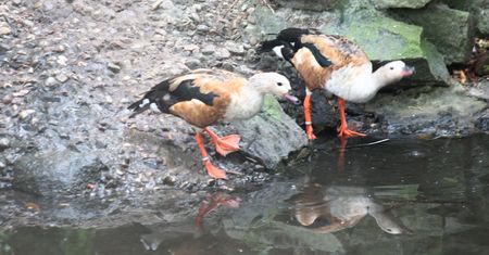 Warszawa. On gwiżdże, ona gdacze. Nowi mieszkańcy w zoo przyjechali z Ostrawy