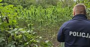 Starachowice: Dwie plantacje i czterdzieści kilogramów narkotyków w rękach policji