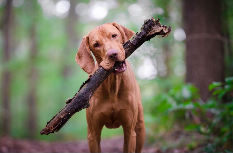 Psy mogą mieć ADHD i być w spektrum autyzmu?