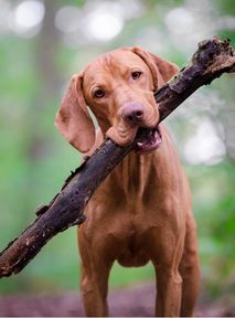 Psy mogą mieć ADHD i być w spektrum autyzmu? Nowe badania szokują