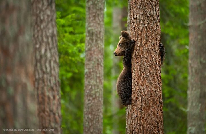 Spośród wszystkich zwierząt jakie fotografuje Marcel niedźwiedzie są jego ulubionymi. Jak sam pisze: „Są ładne, fotogeniczne, a ich zachowanie jest fascynujące”.