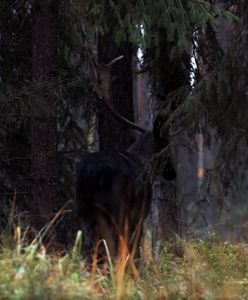 Czarna "zjawa". Wyjątkowy okaz zauważony w Dolinie Baryczy