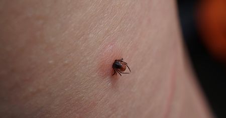 Już są w Polsce. "Po raz pierwszy zanotowany na terenie naszego kraju"