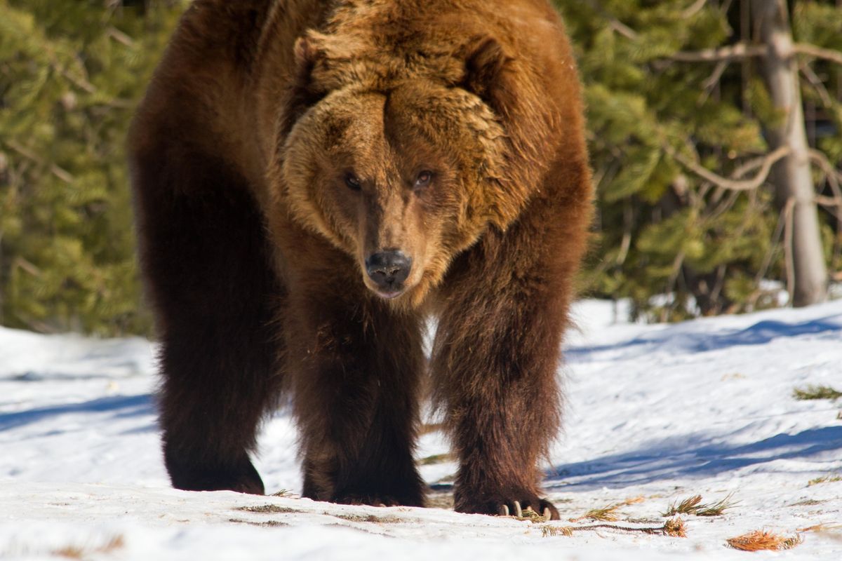Niedźwiedź grizzly (zdjęcie ilustracyjne) 