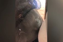 Wielka Brytania. Orangutan wyczuł nienarodzone dziecko. Zaskakująca reakcja