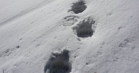 Ślady wielkich łap w polskich górach. Babiogórski Park Narodowy potwierdza