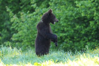 Niedźwiedzie tracą lęk przed ludźmi. Leśnicy radzą, co robić