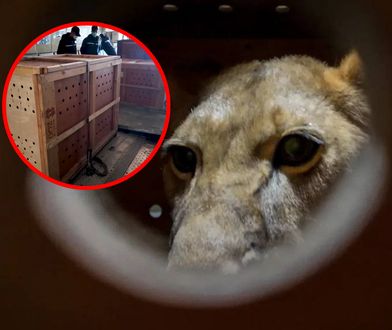 Podarunek od Putina dla "narodu koreańskiego". 70 sztuk