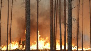 Groźny pożar lasu w powiecie wołomińskim. Na miejscu 65 zastępów straży pożarnej i śmigłowiec Black Hawk