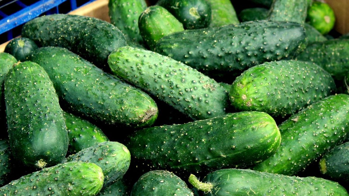 Co zrobić, żeby ogórki szklarniowe nie były gorzkie?