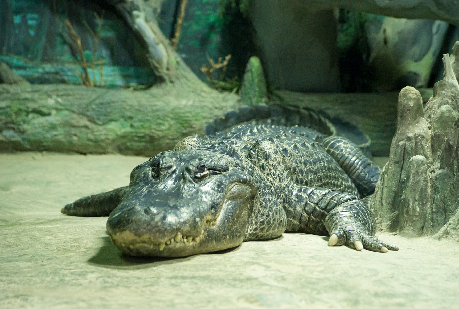 Aligator przeżył bombardowanie Berlina w czasie II wojny światowej.