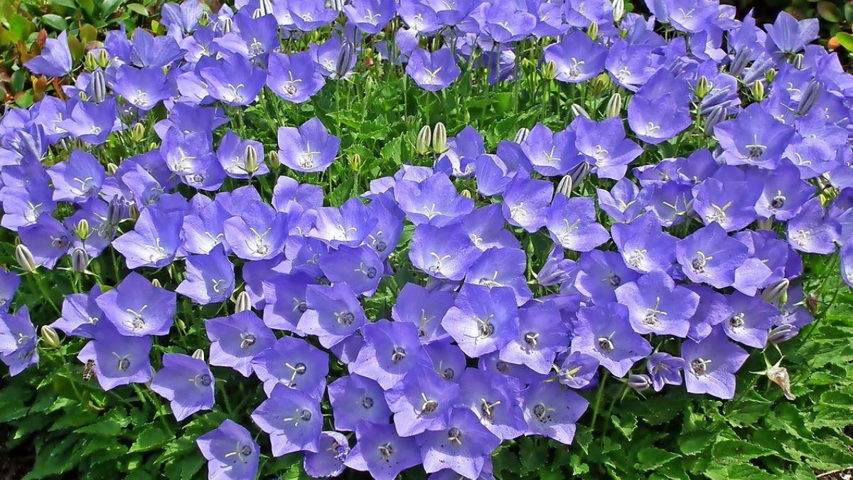 Rozwar wielokwiatowy.