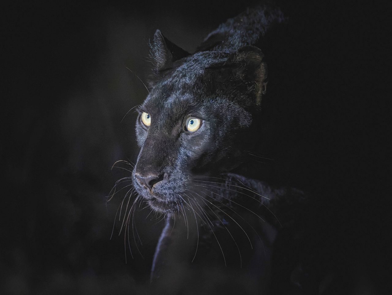 Czarna pantera ze zdjęć Luma ma na imię Giza i jest obserwowana przez organizacje rządowe. Te zwierzęta są pod ścisłą ochroną.