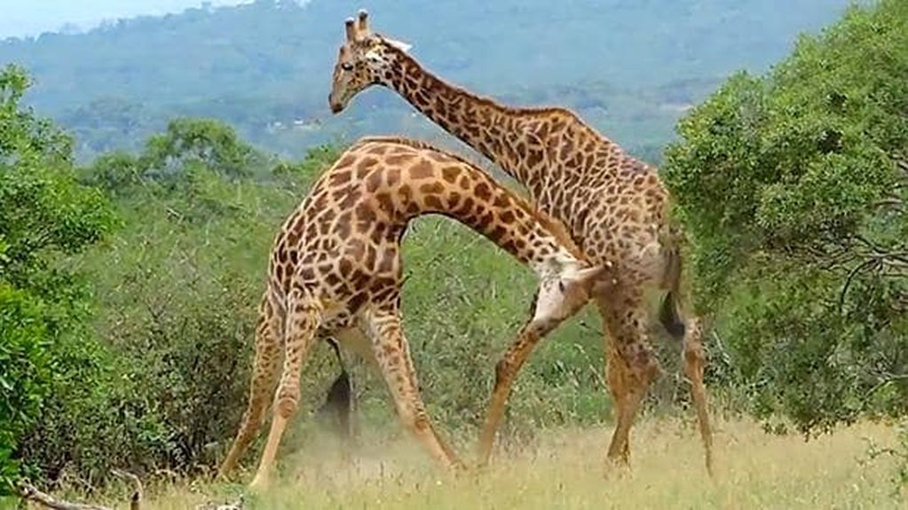 Żyrafy pobiły się z zazdrości o partnerkę. To nagranie jest hitem