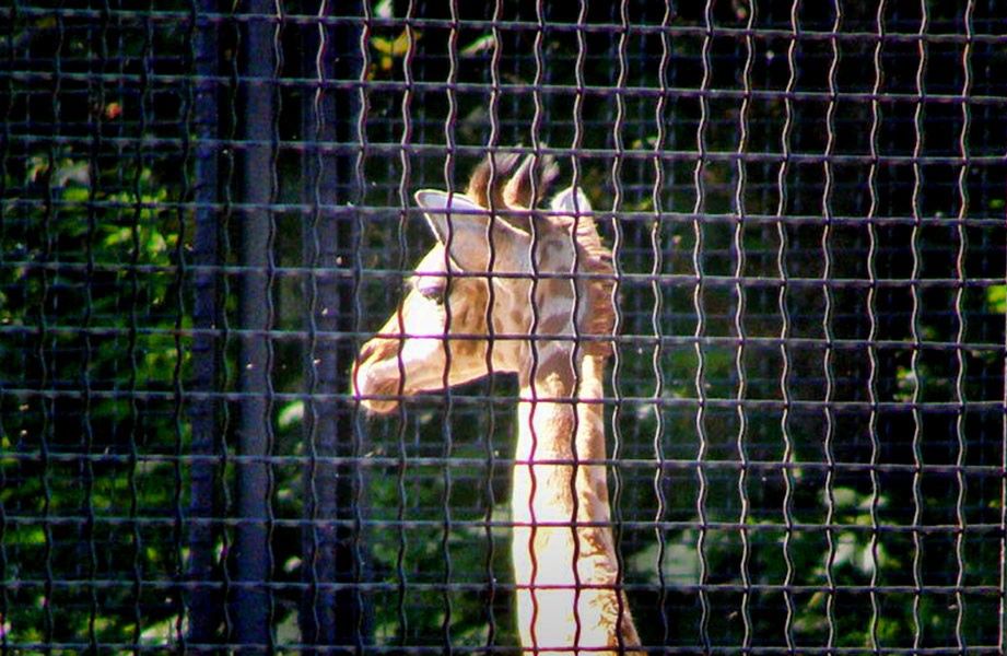 Dramatyczna sytuacja zwierząt w warszawskim zoo!