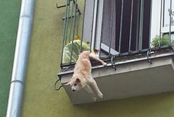 Dramatyczne sceny na Bielanach. Pies zawisł na balkonie, interweniowały służby